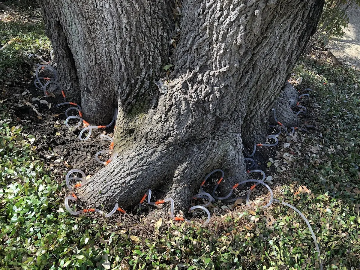 Detailed Tree Cabling and Bracing job site in Burnt Ranch